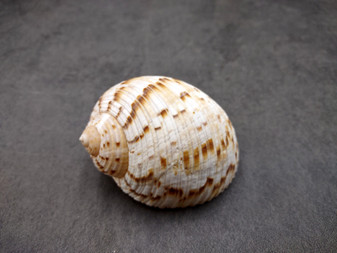 China Tun Seashell (2-3 inches) - Tonna Chinensis. Two tan and white shells, one showing to show the design on the back and the other showing the opening of the shell. Copyright 2024 SeaShellSupply.com.