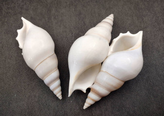 Delicate Tibia Shell - Tibia Delicatula - (3 shells approx. 3-4 inches). Three white and tan shaded spiral shells with a small opening at the end. Copyright 2022 SeaShellSupply.com.