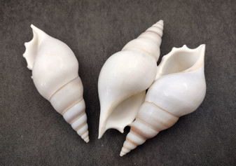 Delicate Tibia Shell - Tibia Delicatula - (3 shells approx. 3-4 inches). Three white and tan shaded spiral shells with a small opening at the end. Copyright 2022 SeaShellSupply.com.