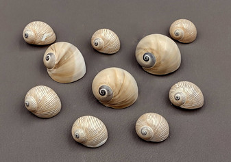 Whale Eye Moon Shells - Polinices Didyma - (10 shells approx. 1-2 inches). Multiple tan and grey spiraled shells in a pile. Copyright 2024 SeaShellSupply.com.