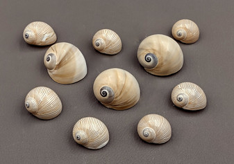 Whale Eye Moon Shells - Polinices Didyma - (10 shells approx. 1-2 inches). Multiple tan and grey spiraled shells in a pile. Copyright 2024 SeaShellSupply.com.