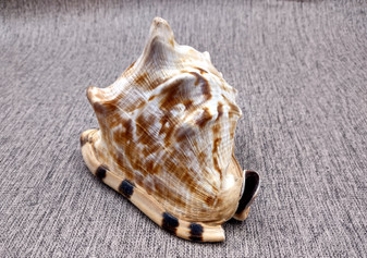 King Helmet Shell - Cassis Tuberosa - (1 shell approx. 5-6 inches). One earthly toned shell with some short and one tall dull spikes. Copyright 2024 SeaShellSupply.com.