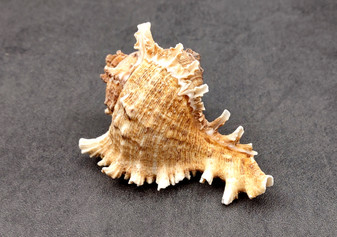 Ramose Murex Seashell Chicoreus Ramosus (1 shell approx. 2.5+ inches) Swell shells for coastal crafting décor & collections!