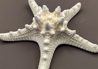 White Knobby Starfish - Protoreaster Nodosus - (1 starfish 5-6 inches). One white and tan Starfish with thinner branches. Copyright 2024 SeaShellSupply.com.
