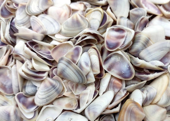Blue/White Coquina Shells - Donax Variabilis - (approx. 200-250 shells .5 inches). Multiple tan colored flat shells in a pile. Copyright 2025 SeaShellSupply.com.