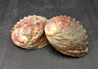 Chino Abalone Shell (2 inches) - Haliotis Assimilis. Two shells, one showing the red and green ribbed outside, and the other showing the smoother shiny wide opening. Copyright 2024 SeaShellSupply.com.