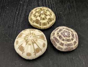 Alfonso (Gator) Sea Urchin (3 pcs.) - (2+ Inch) - Toxopneustes Pileolus. White and purple Sea Urchin. Copyright 2022 SeaShellSupply.com.
