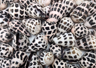 Polished Hebrew Cone Seashells - Conus Ebraeus - (5 shells approx. 1-1.5 inches). Multiple spotted coned shells. Copyright 2025 SeaShellSupply.com.