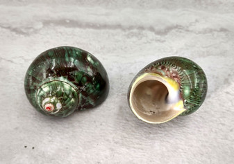 Tapestry Green Speckled Turbo Seashell - Turbo Petholatus (2 shells approx. 2+ inches) Great for Hermit Crabs, art, crafts & collecting! Multi colored tan and brown shells in pairs or in piles. Copyright 2022 SeaShellSupply.com