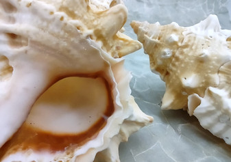 Red Mouth Frog Shell - Bursa Lissostoma (1 shell approx. 4.5-6 inches) B GRADE. Multiple different angles of the white ribbed shell. Copyright 2022 SeaShellSupply.com.