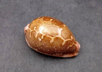 Ancient Map Cowrie Seashell - Cypraea Mappa - (1 shell approx. 2.5-3.5 Inches). One brown and tan shaped shell. Copyright 2024 SeaShellSupply.com.