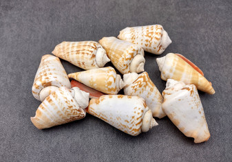 Strawberry Conch Seashells (10 pcs.) - Conomurex Luhuanus. Multiple white and tanned small shells in a pile. Copyright 2024 SeaShellSupply.com.