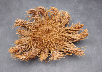 Crown of Thorns Starfish (8+ inches) - Acanthaster Planci. One thorny Starfish. Copyright 2024 SeaShellSupply.com.