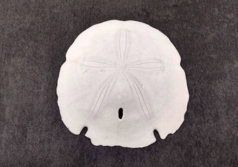 Arrowhead Sand Dollar, Extra Large - Encope Michelini - (One 5-6 inch Sand Dollar). One white domed Sand Dollar. Copyright 2024 SeaShellSupply.com.