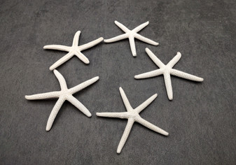 White Finger Starfish - Linka Laevigata - (5 starfish approx. 2-3 inches). Multiple white thin starfish in small pile. Copyright 2024 SeaShellSupply.com.