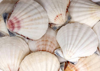 Pecten Vexillum Scallop - (10 shells approx. 1.75-2 inches). Multiple brown and white tinted sea shells, almost looks like a smore. Copyright 2025 SeaShellSupply.com.