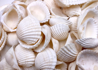One Kilo (2.2 lbs.) White Ark Clam Seashells - (Appx. 2 inches) - Andara Granosa. Multiple white ribbed wide opened shells in a pile. Copyright 2025 SeaShellSupply.com.