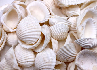One Kilo (2.2 lbs.) White Ark Clam Seashells - (Appx. 2 inches) - Andara Granosa. Multiple white ribbed wide opened shells in a pile. Copyright 2025 SeaShellSupply.com.