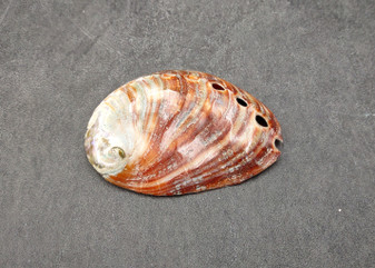Polished Red Abalone - Haliotis Rufescens - (1 shell 2.5-2.75 inches). Two colorful shells with some little holes, one showing the outside color and then the inside opening. Copyright 2024 SeaShellSupply.com.