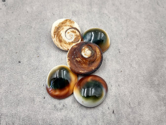 Cat's Eyes -Turbo Opercula - (5 shells approx. 1 inches). Multiple teal, white, and brown swirled shells spread out near each other. Copyright 2024 SeaShellSupply.com.