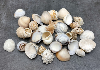 Mixed Medium Seashell Assortment (approx. 30-35 shells 0.5-1.5 inches). multiple soft colored shells in pile. Copyright 2022 SeaShellSupply.com.