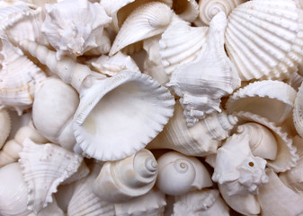 White Seashell Medium Wedding Mix - (1 Kilogram/2.2 lbs. 100-120 shells approx. 1-2 inches).Multiple differently shaped and textured shells all bright white in a pile. Copyright 2022 SeaShellSupply.com.