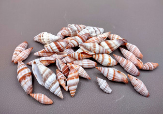 Assorted Miter Seashells (appx. 22-25 pcs.). Multiple red and orange shaded spiral ribbed shells in a pile. Copyright 2024 SeaShellSupply.com.