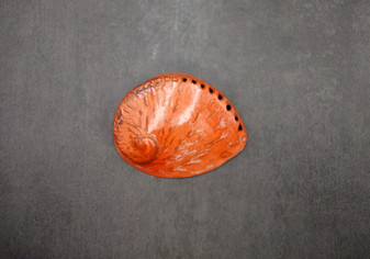 Polished Orange Midas Abalone (5-6 inches) - Haliotis Midae. One orange tinted shell with a wide opened bottom. Copyright 2025 SeaShellSupply.com.