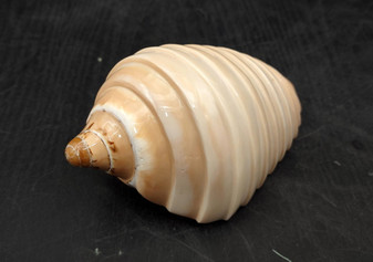 Noble Volute - Banded/Polished - Voluta Nobilis - (1 shell approx. 5.5 inches). Deeply ribbed cream colored shells. Copyright 2024 SeaShellSupply.com.