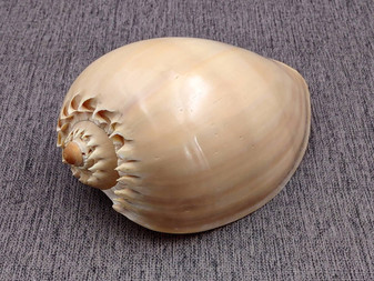 Crowned Baler - Polished (6-7 inches) - Voluta Diadema. One smooth orange tinted shell, this one showing the opening of the shell. Copyright 2025 SeaShellSupply.com.