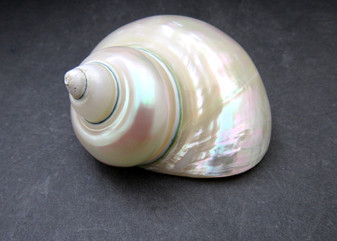 Pearlized Jade Turbo Shell - Turbo Burgessi - (1 shell 3.5-4 inches). Two white almost reflective shells, one showing the spiral and reflective side and the other showing the opening. Copyright 2024 SeaShellSupply.com.