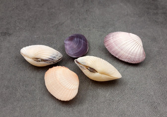 Asaphis Violaceus Clam Pairs - (5 Shell pairs approx. 1.5-2 inches). Multiple different ribbed pastel colored closed clams. Copyright 2024 SeaShellSupply.com.