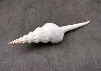 Du Petit\'s Spindle - Fusinus Dupetitthouarsi - (1 shell approx. 6 inches). White long ribbed spiral shells with a stair step curl towards to the point. Copyright 2024 SeaShellSupply.com.