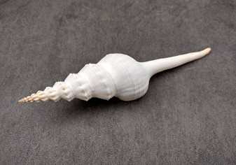 Du Petit's Spindle - Fusinus Dupetitthouarsi - (1 shell approx. 6 inches). White long ribbed spiral shells with a stair step curl towards to the point. Copyright 2024 SeaShellSupply.com.