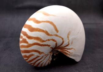 Natural Nautilus Seashell - Nautilus Pompilius - (1 shell approx. 6-7 inches). White and brown striped spiral shell. Copyright 2024 SeaShellSupply.com.