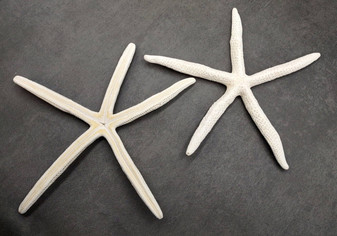 Finger Starfish White Linckia Laevigata (2 stars approx. 10-11+ inches) White long star fish with several little holes. Copyright 2024 SeaShellSupply.com.