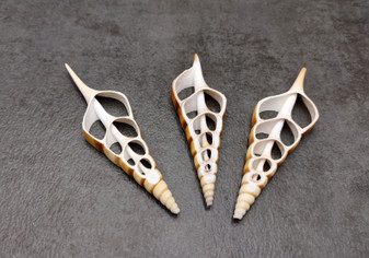 Center Cut Tibia - Tibia Insulaechorab - (3 shells approx. 3.5 -4.5 inches). Multiple thin white and brown sheets of shell showing the inside cavities and center rod. Copyright 2022 SeaShellSupply.com.