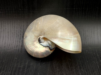 Baby Pearl Nautilus Seashell - Nautilus Pompilius - (1 shell approx. 4-5 Inches). One cream pearl colored shell. Copyright 2024 SeaShellSupply.com