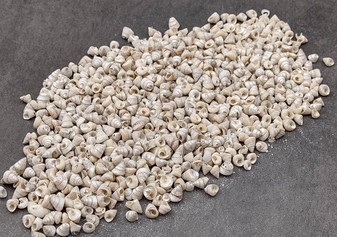 Tiny Venetian Pearl Seashells (appx. 380-400 pcs.) Pile of grey, white, and tan, small shells. Copyright 2024 SeaShellSupply.com.