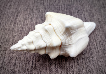 West Indian Chank - Turbinella Angulata - (1 shell 5-6 inches). White ribbed spiral shells, one shell shows the opening and one showing the textured side. Copyright 2024 SeaShellSupply.com.