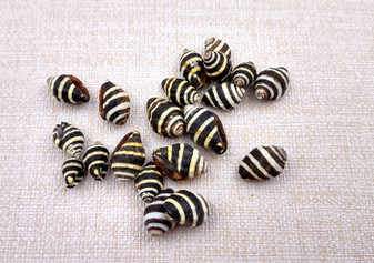 Bee Hive/Bumble Bee Seashells - Engina Mendicaria - (20 shells approx. .25-.5 inches). Multiple black and white stripped shells in pile. Copyright 2024 SeaShellSupply.com.
