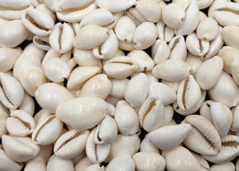 White Cowrie Seashells - Cypraea Annulus - (45-50 shells approx. .5-.75 inch). Multiple white shells in a pile. Copyright 2024 SeaShellSupply.com.