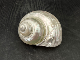 Pearlized Jade Turbo Shell (4 inches) - Turbo Burgessi. Two shiny and sort of reflective shells, one pointing to show the spiral and one showing the opening. Copyright 2022 SeaShellSupply.com.