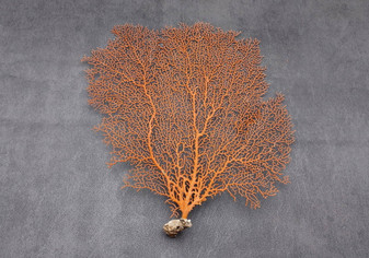 Red-Orange Sea Fan - Echinogorgia SP - (1 fan approx. 10-12 inches). One red fan with large intricate branches. Copyright 2022 SeaShellSupply.com.