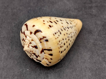 Beech Cone Seashell (2.75-3 inches) - Conus Betulinus. One white shell with lines of dots and marks along the outside in rows. Copyright 2025 SeaShellSupply.com.
