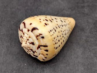 Beech Cone Seashell (2.75-3 inches) - Conus Betulinus. One white shell with lines of dots and marks along the outside in rows. Copyright 2025 SeaShellSupply.com.