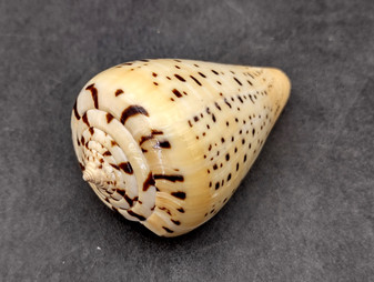 Beech Cone Seashell (2.75-3 inches) - Conus Betulinus. One white shell with lines of dots and marks along the outside in rows. Copyright 2025 SeaShellSupply.com.