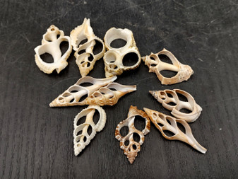 Medium Assorted Sliced/Center Cut Seashells (10 shells approx. .75-1.5 inches). Multiple colored shells laying on a table, the shells have different cavities and curves to them. Copyright 2022 SeaShellSupply.com.