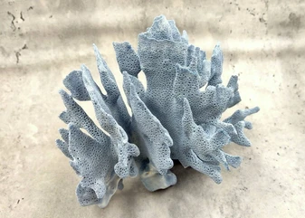 Blue Coral Cluster - Heliopora Coerula - (1 coral cluster 5-7 inches). Blue and white coral set with multiple tiny holes. Copyright 2025 SeaShellSupply.com.