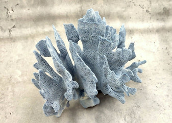 Blue Coral Cluster - Heliopora Coerula - (1 coral cluster 5-7 inches). Blue and white coral set with multiple tiny holes. Copyright 2025 SeaShellSupply.com.